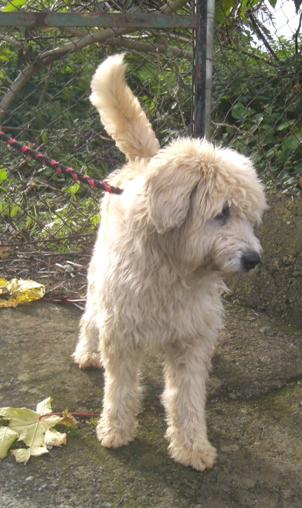 Cute Tibet Terrier Pudel Mix Charakter